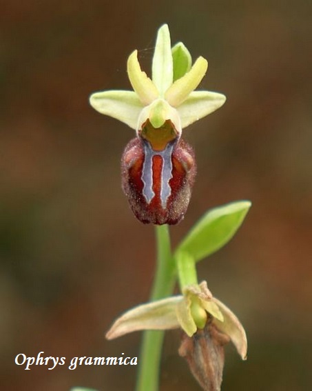 Orchidee dell''Epiro e del Peloponneso